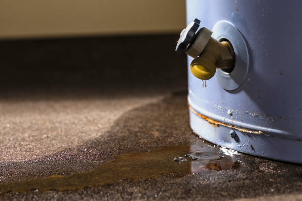 Best Water damage cleanup near me  in Sidney, MT