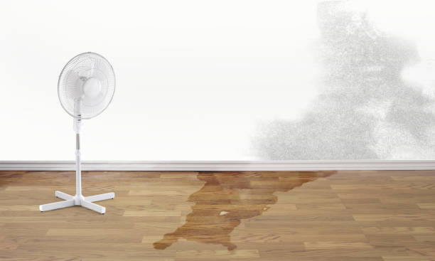 Best Water damage restoration near me  in Sidney, MT