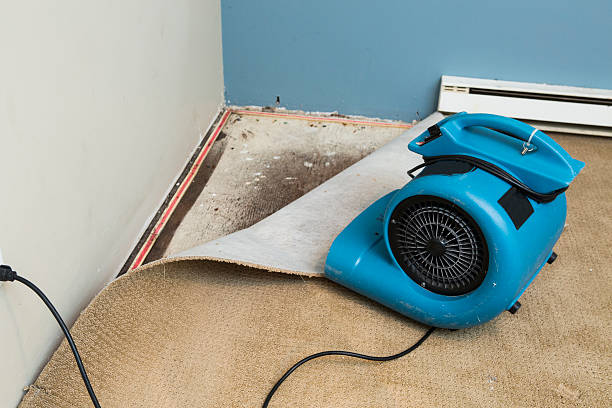 Best Water damage restoration near me  in Sidney, MT